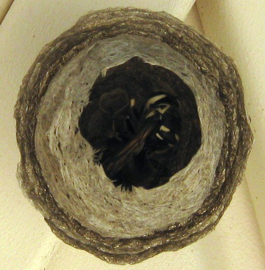 Bald-Faced Hornet Travel Range: Complete Guide to Foraging Distance and Territory