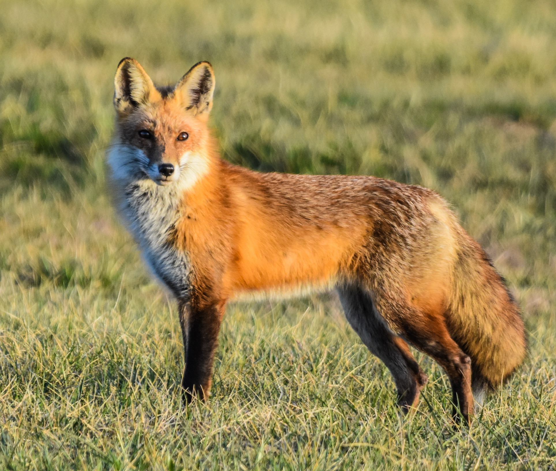 Arctic Fox Adaptations: Nature's Perfect Winter Survivor