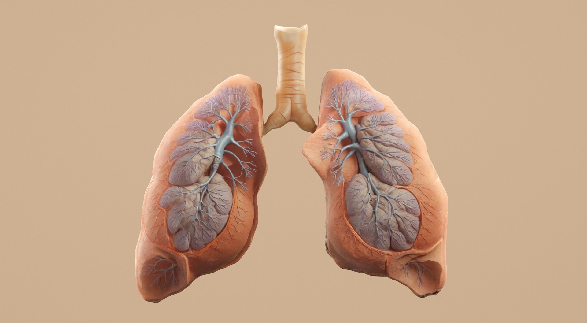 Harness the Power of Breathwork for Effective Stress Management