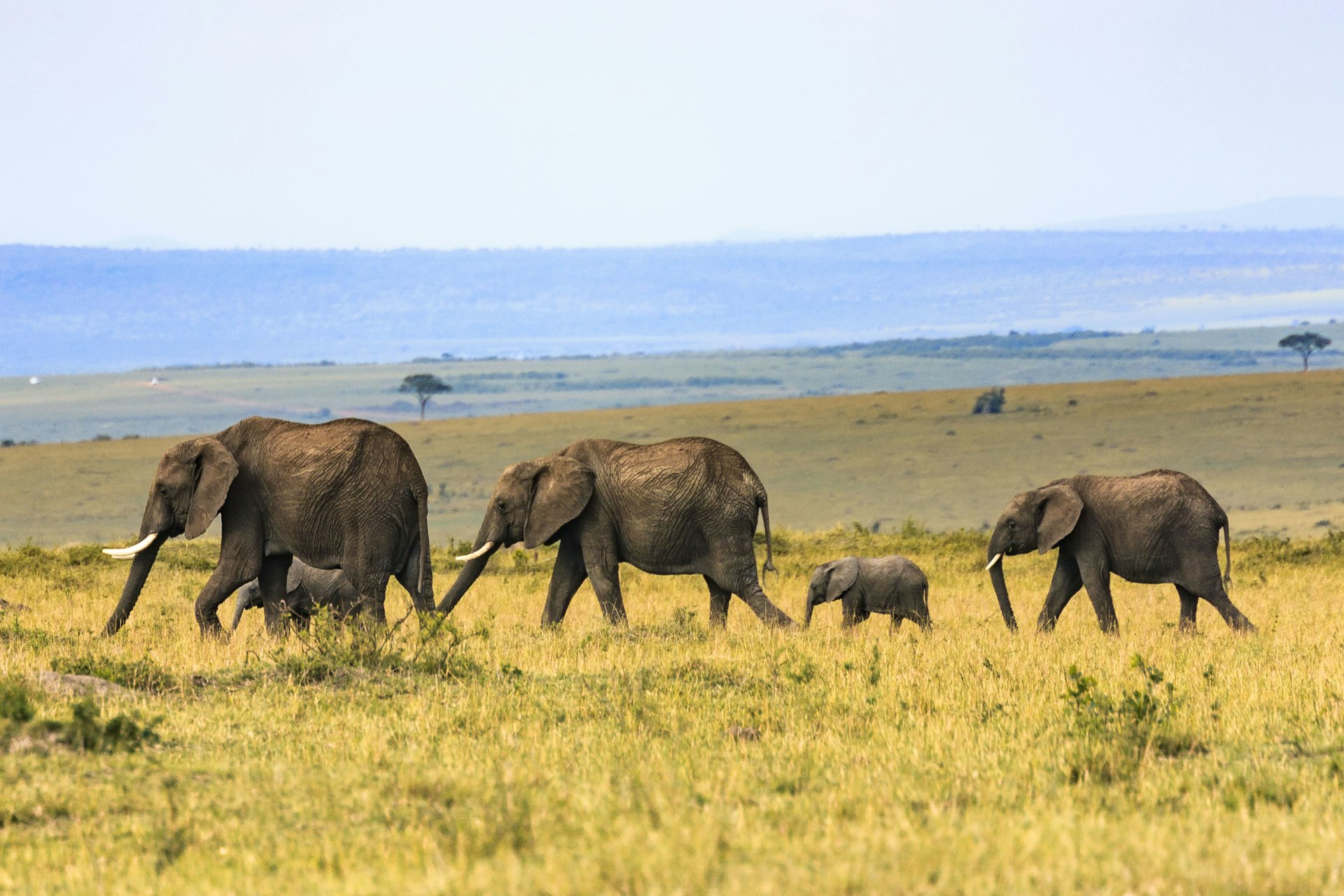 Empowering Communities and Conservation Through Sustainable Wildlife Tourism