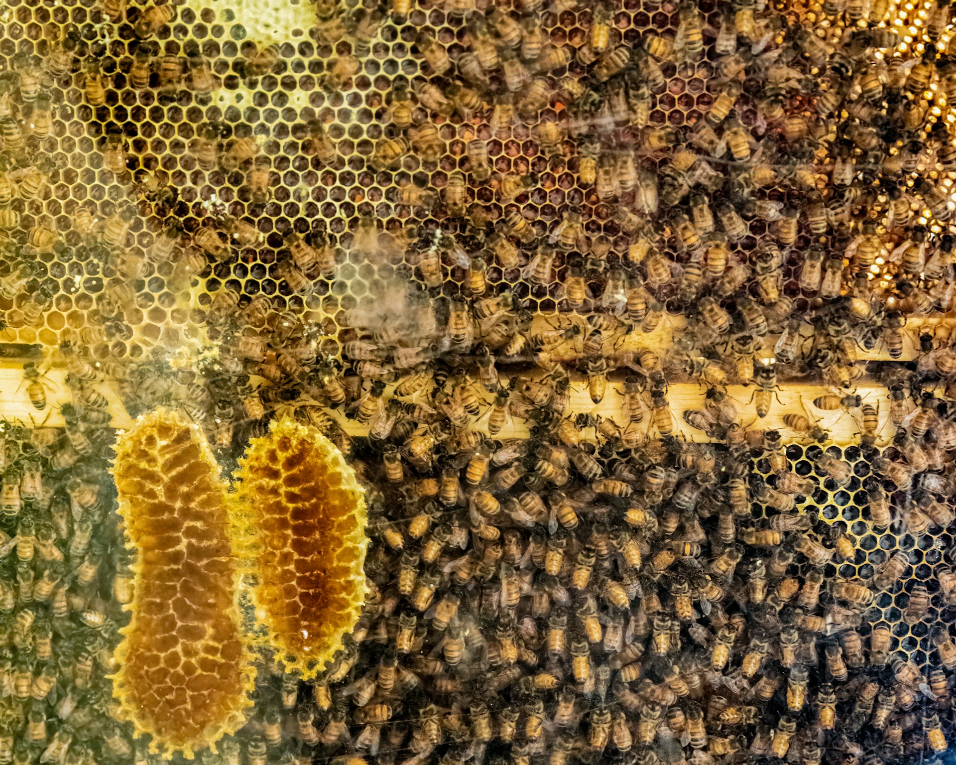 How Far Do Honey Bees Travel? Exploring the Remarkable Range and Foraging Habits